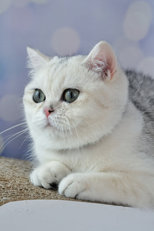 Hennessy | British Shorthair Kitten