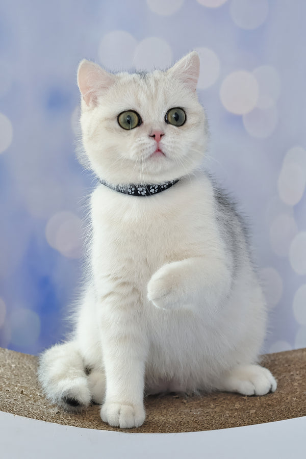 Hennessy | British Shorthair Kitten