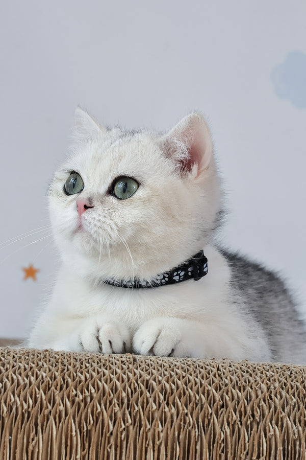 Hennessy | British Shorthair Kitten