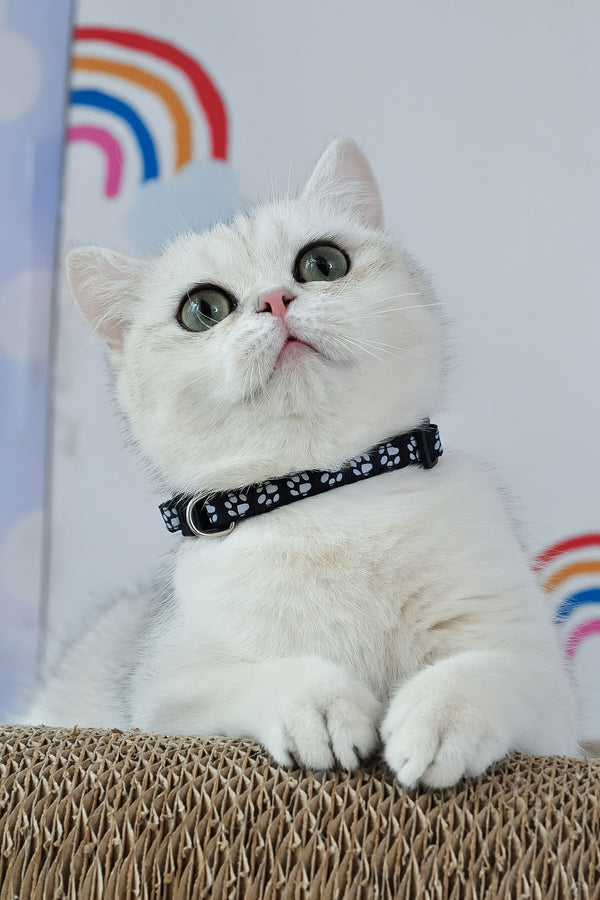 Hennessy | British Shorthair Kitten