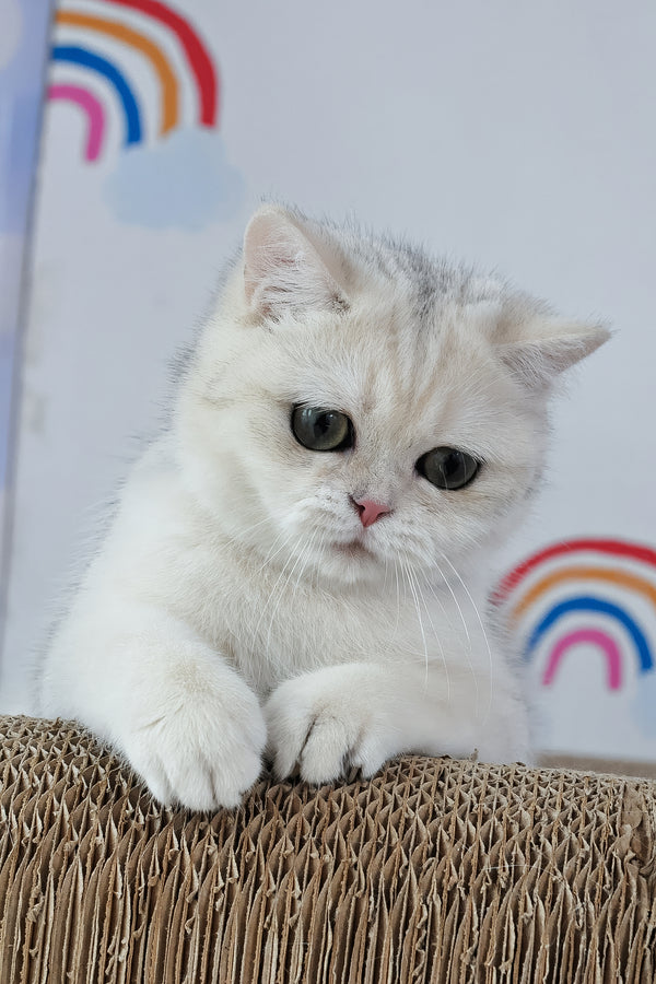 Hennessy | British Shorthair Kitten
