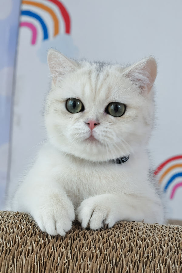 Hennessy | British Shorthair Kitten