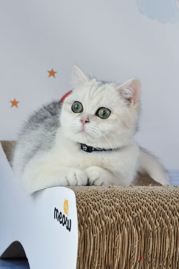 Hennessy | British Shorthair Kitten