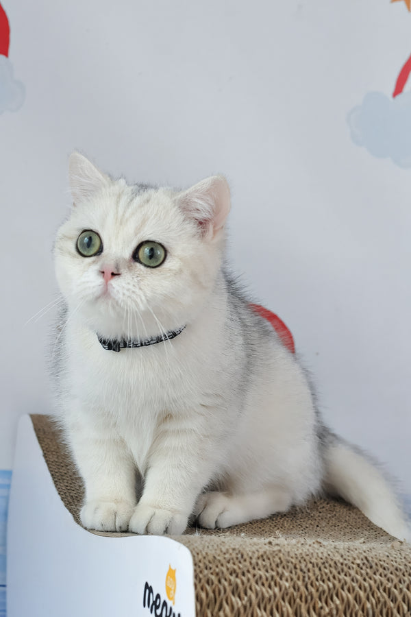 Hennessy | British Shorthair Kitten