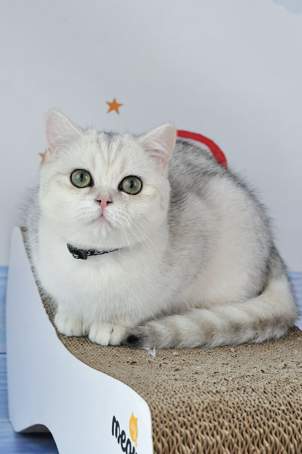 Hennessy | British Shorthair Kitten