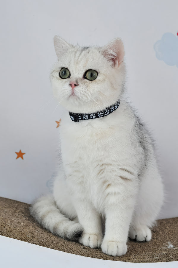 Hennessy | British Shorthair Kitten