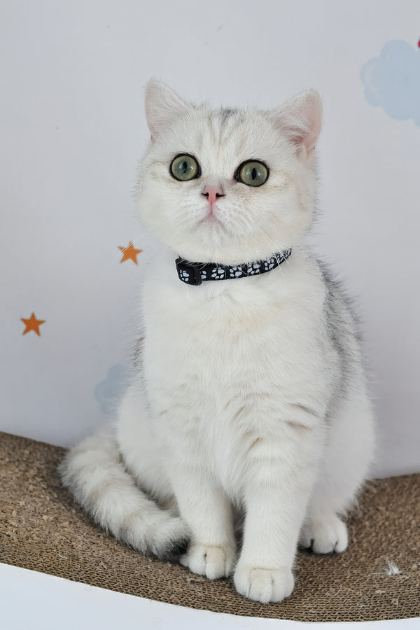 Hennessy | British Shorthair Kitten