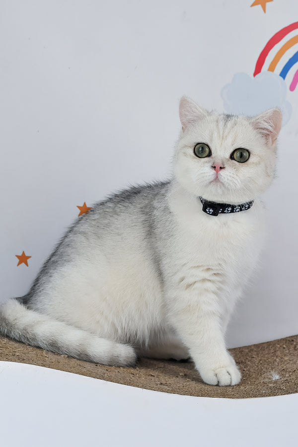 Hennessy | British Shorthair Kitten