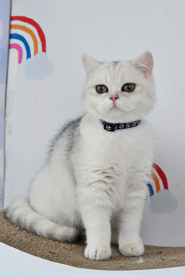 Hennessy | British Shorthair Kitten