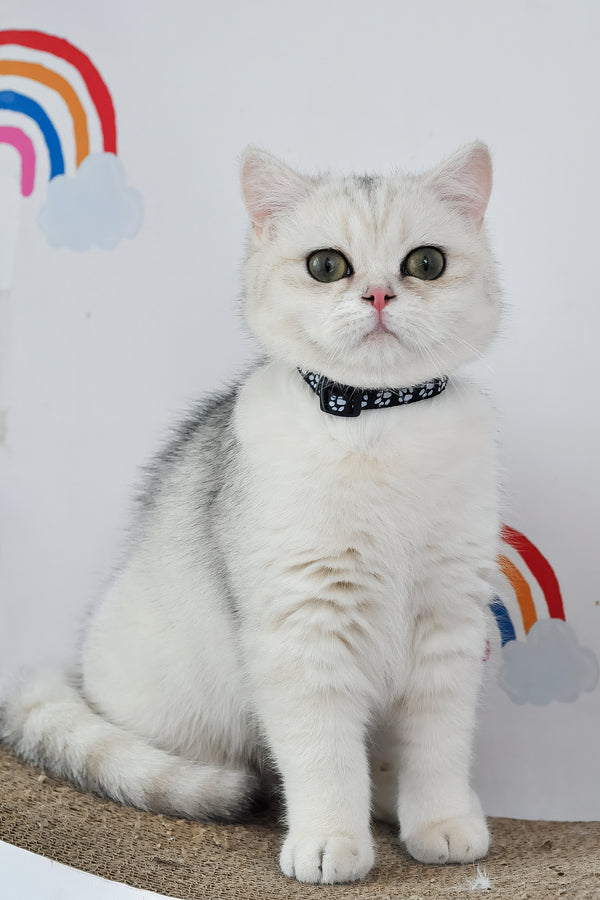 Hennessy | British Shorthair Kitten
