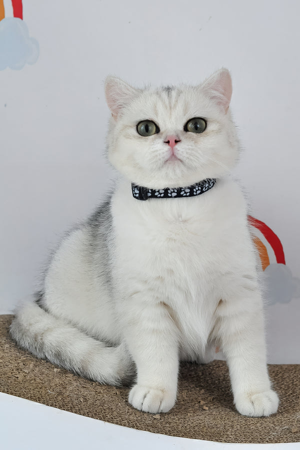 Hennessy | British Shorthair Kitten
