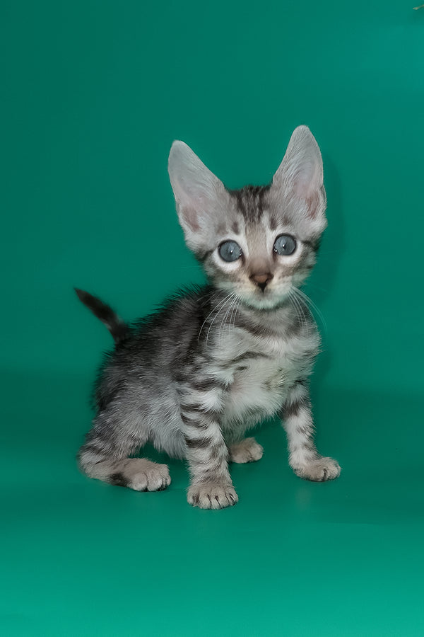 Henry | Bengal Kitten