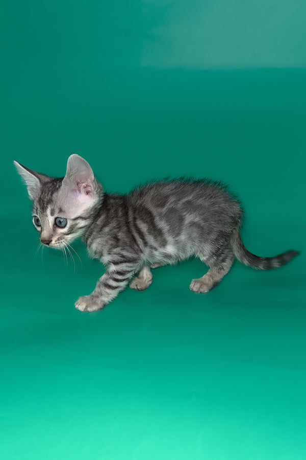 Henry | Bengal Kitten