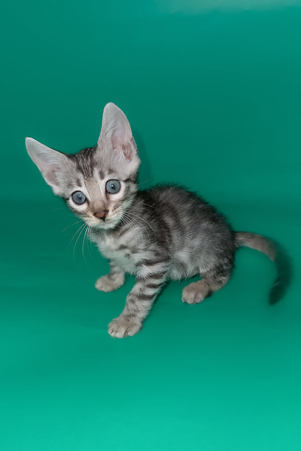Henry | Bengal Kitten