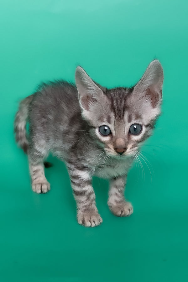 Henry | Bengal Kitten