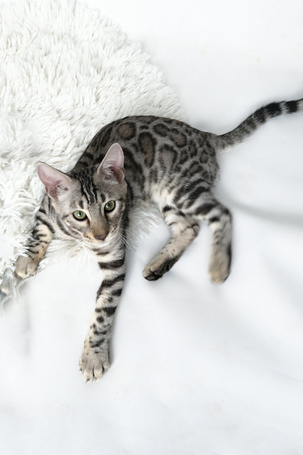 Henry | Bengal Kitten