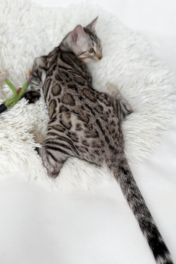 Henry | Bengal Kitten
