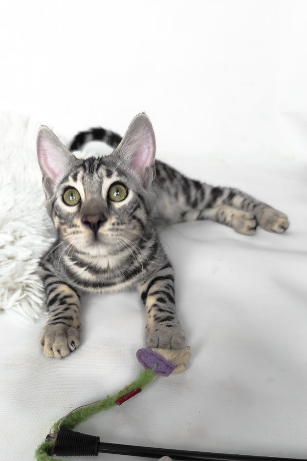 Henry | Bengal Kitten
