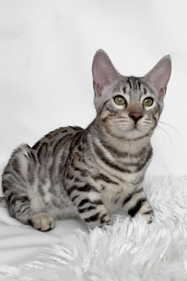 Henry | Bengal Kitten