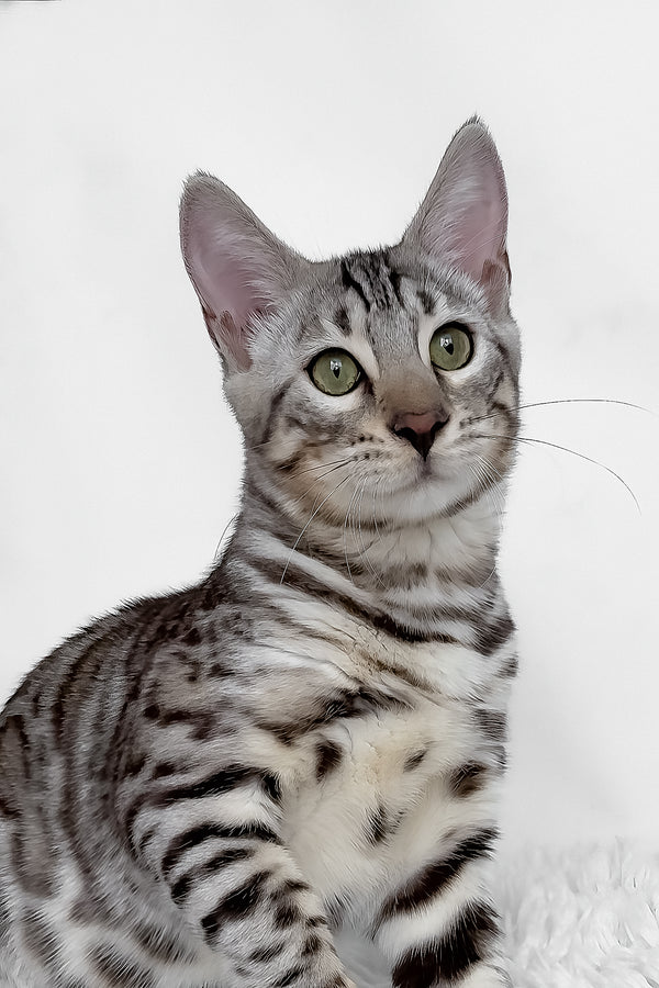 Henry | Bengal Kitten