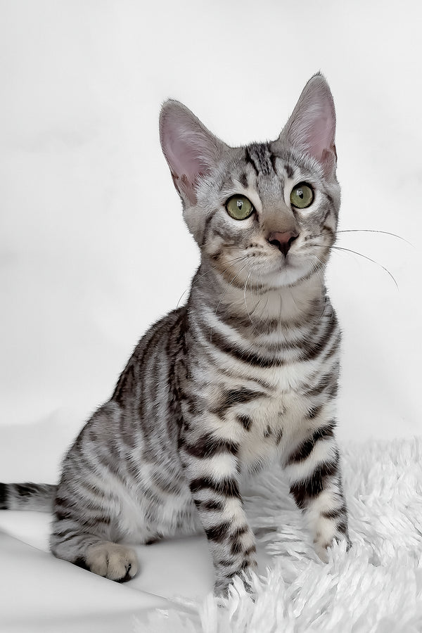 Henry | Bengal Kitten