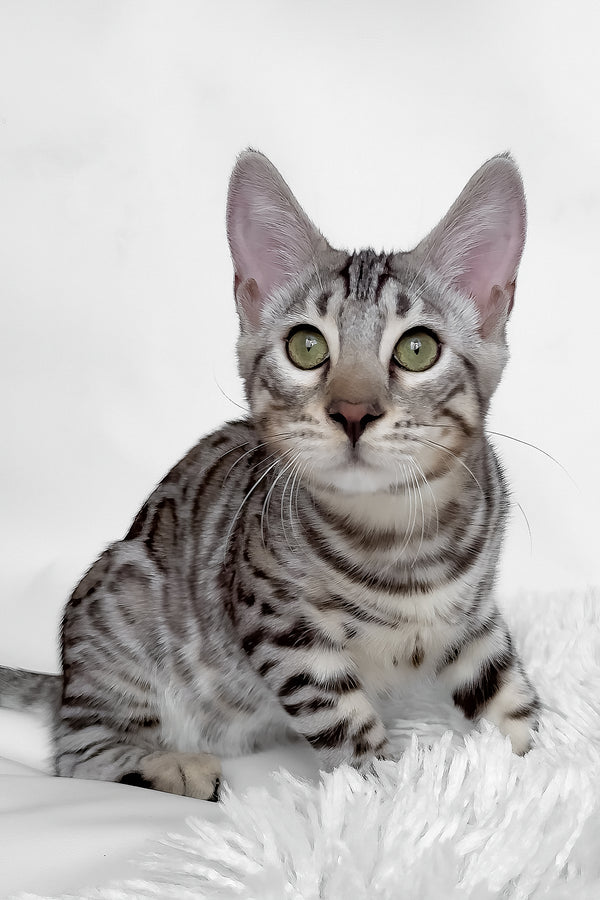 Henry | Bengal Kitten
