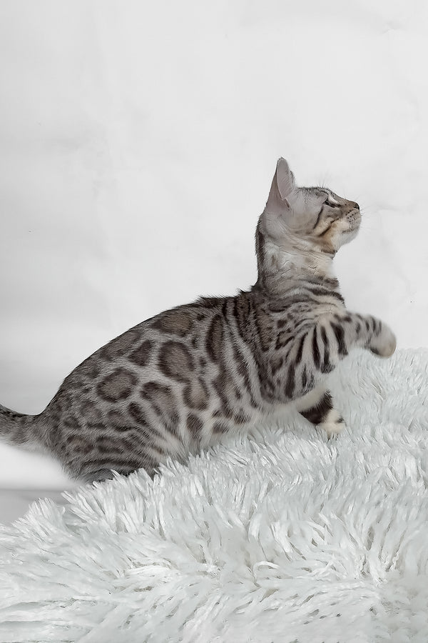 Henry | Bengal Kitten