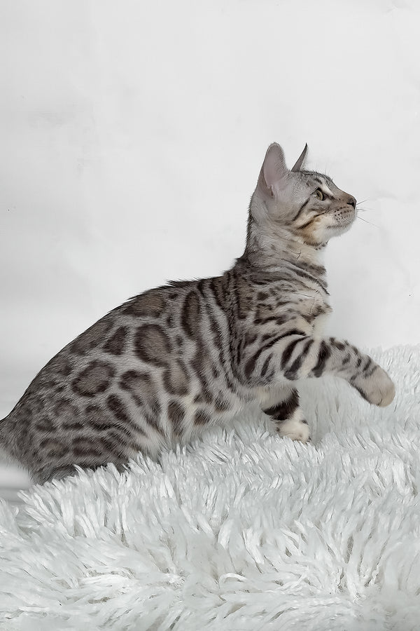 Henry | Bengal Kitten