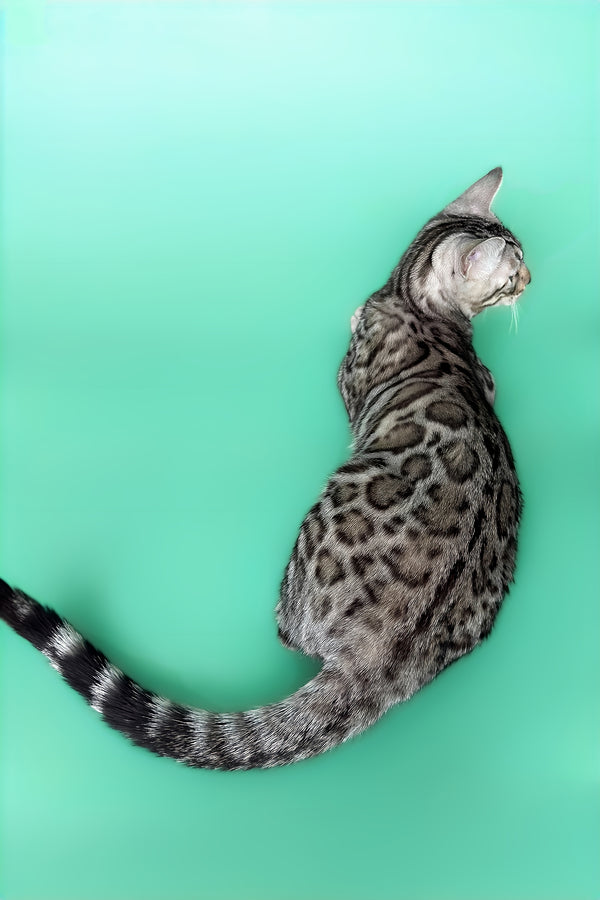 Henry | Bengal Kitten