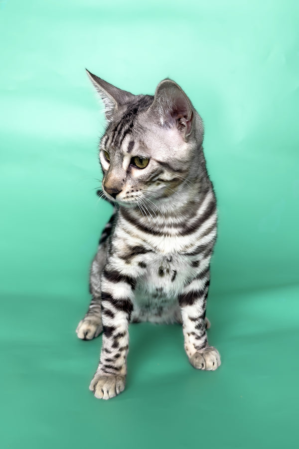 Henry | Bengal Kitten