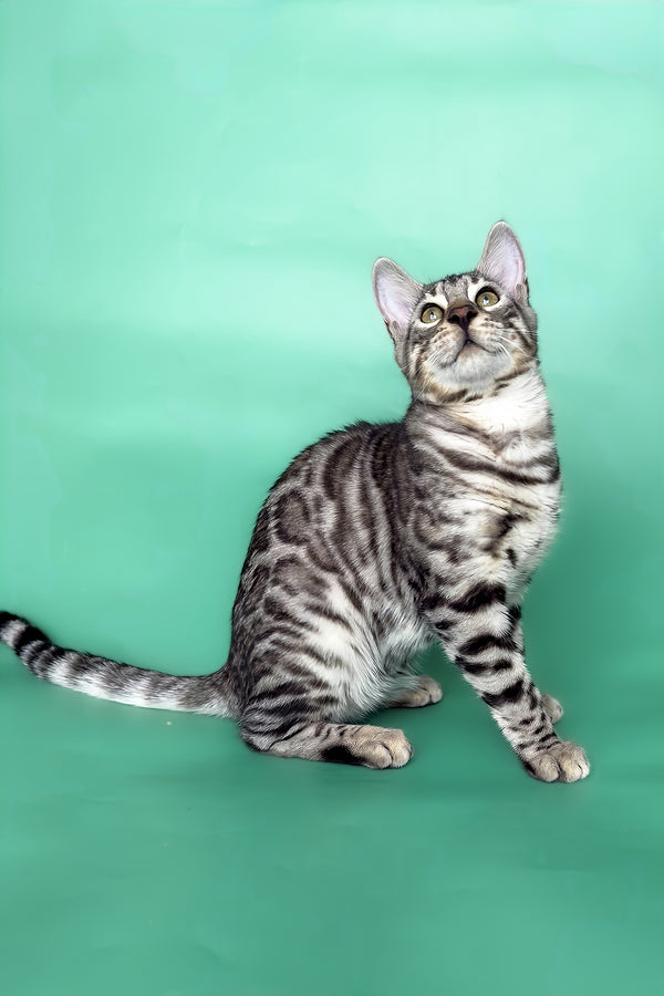 Henry | Bengal Kitten