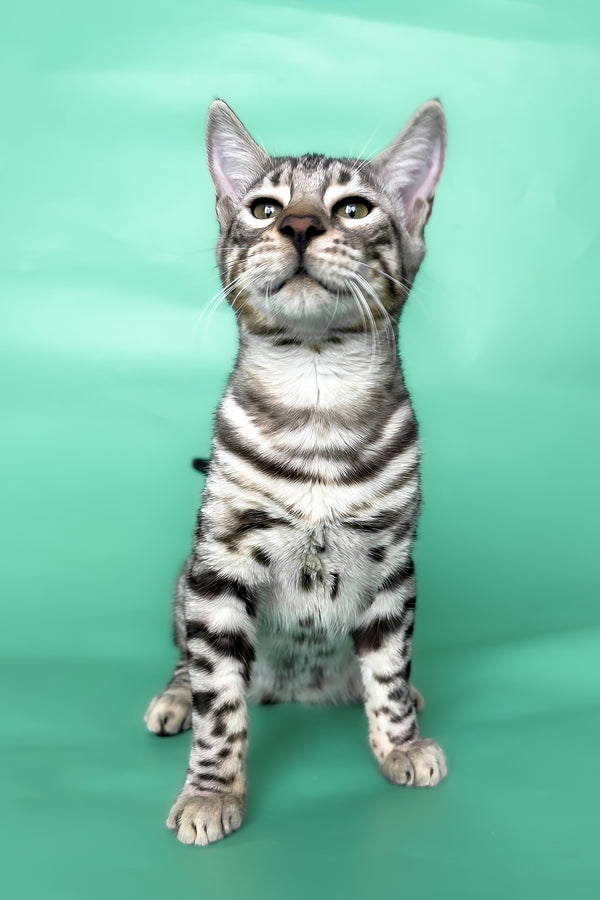 Henry | Bengal Kitten