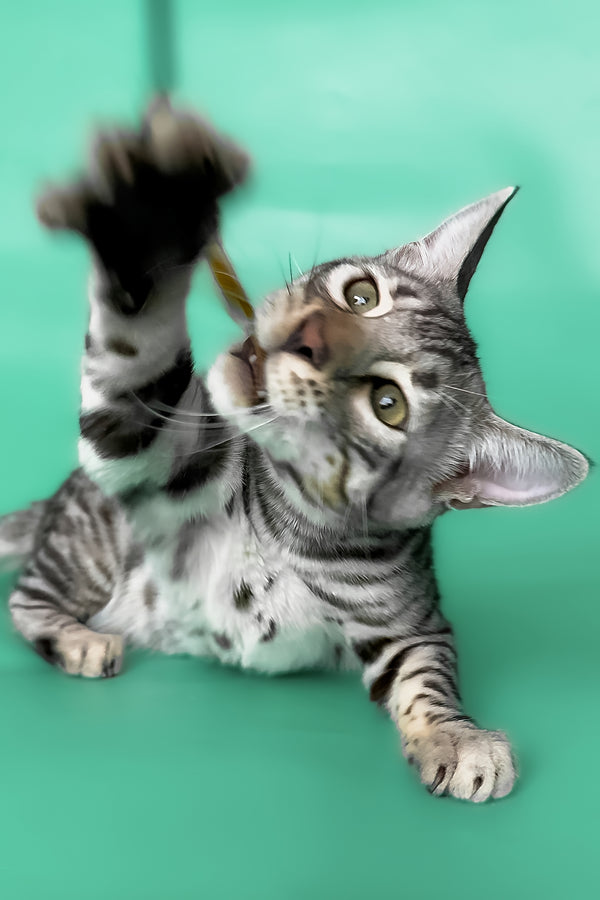 Henry | Bengal Kitten