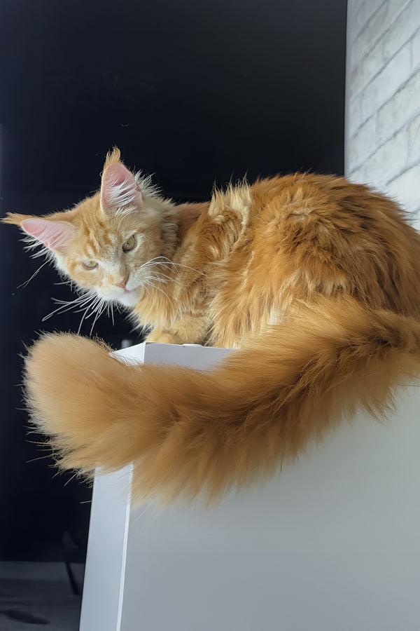 Henry | Maine Coon Kitten