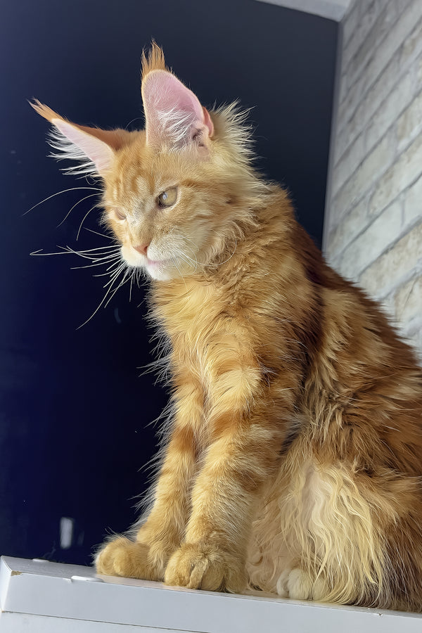 Henry | Maine Coon Kitten