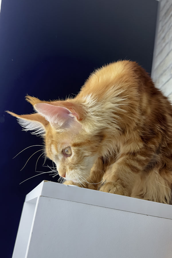 Henry | Maine Coon Kitten