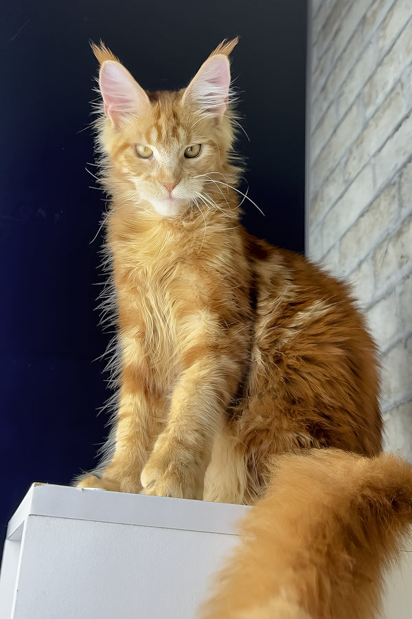 Henry | Maine Coon Kitten