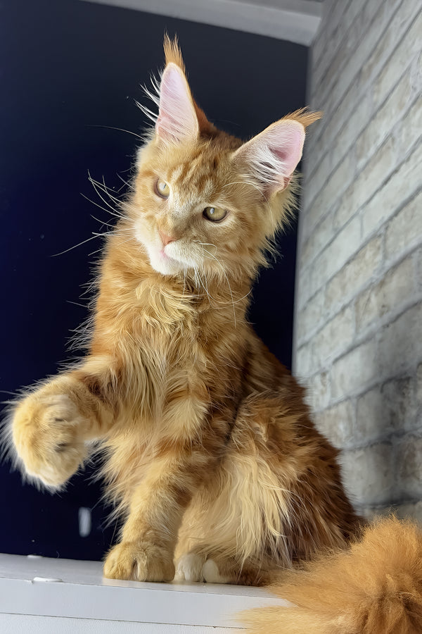 Henry | Maine Coon Kitten