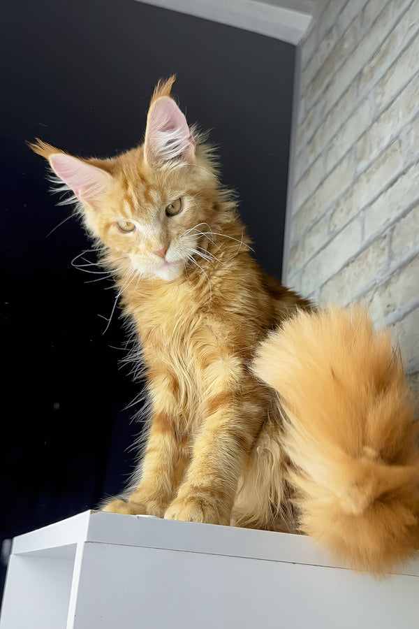 Henry | Maine Coon Kitten