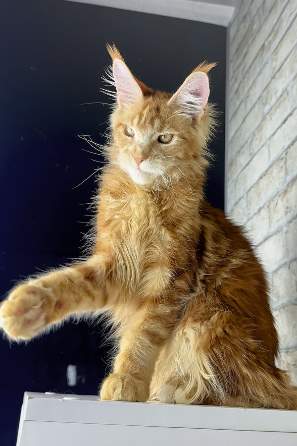 Henry | Maine Coon Kitten