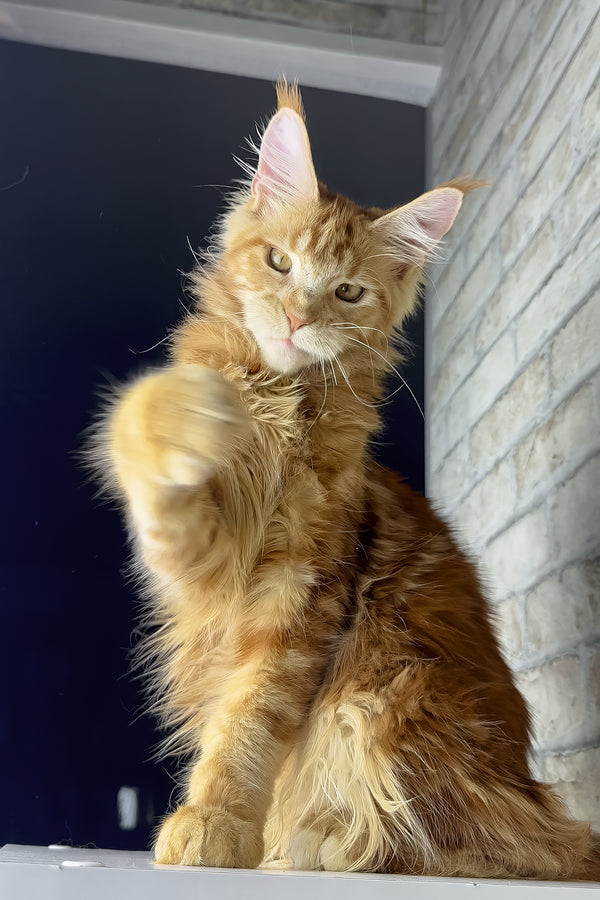 Henry | Maine Coon Kitten
