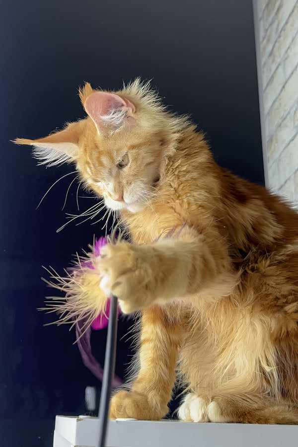 Henry | Maine Coon Kitten