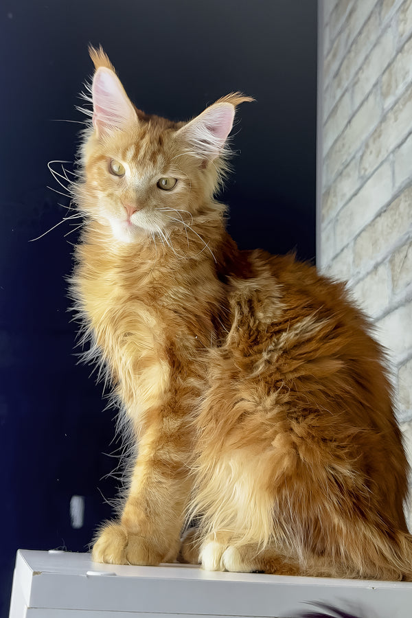 Henry | Maine Coon Kitten
