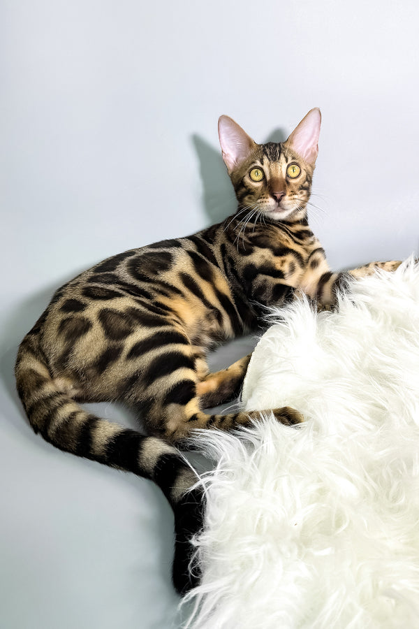 Henry | Bengal Kitten