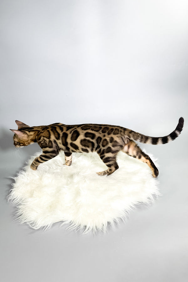 Henry | Bengal Kitten