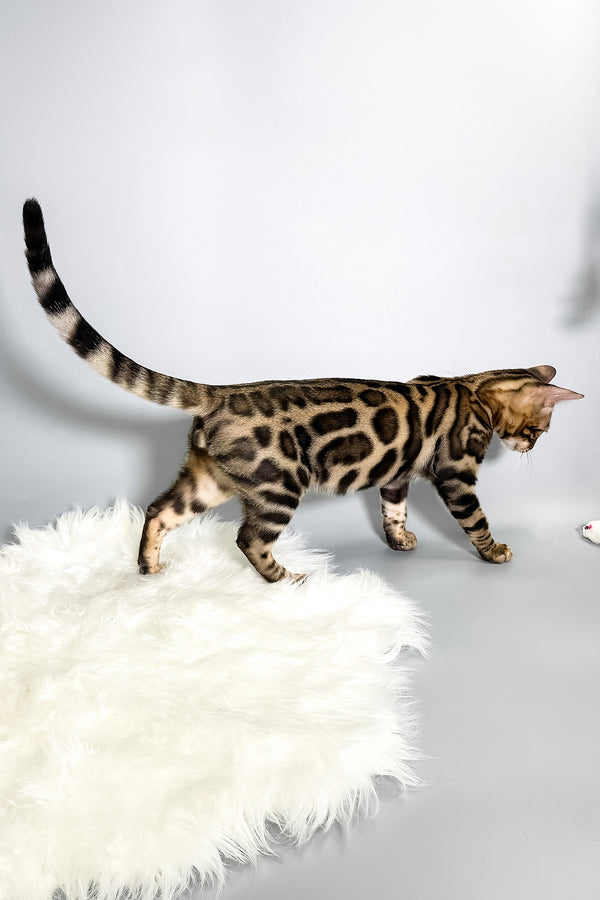 Henry | Bengal Kitten