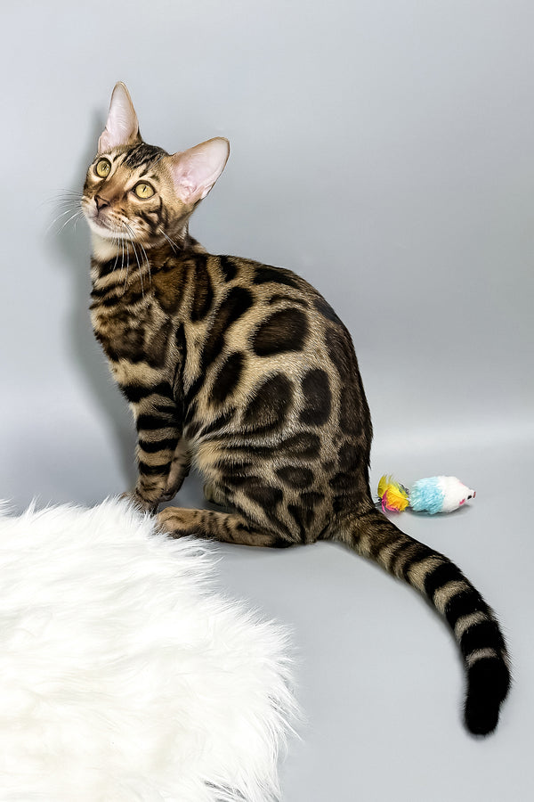 Henry | Bengal Kitten