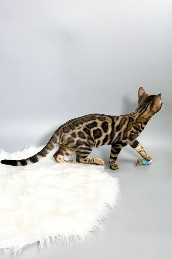 Henry | Bengal Kitten