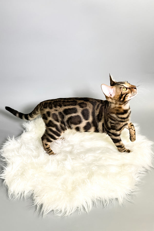 Henry | Bengal Kitten