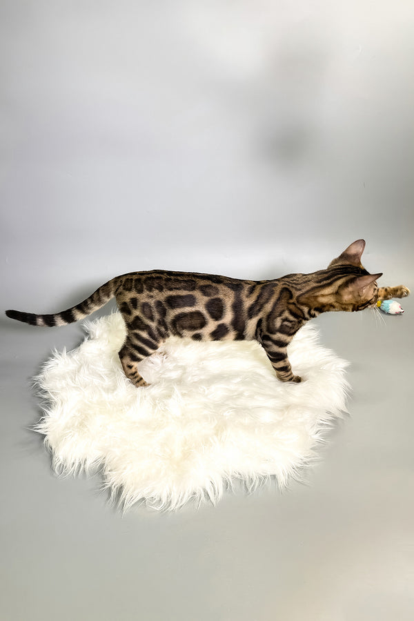 Henry | Bengal Kitten
